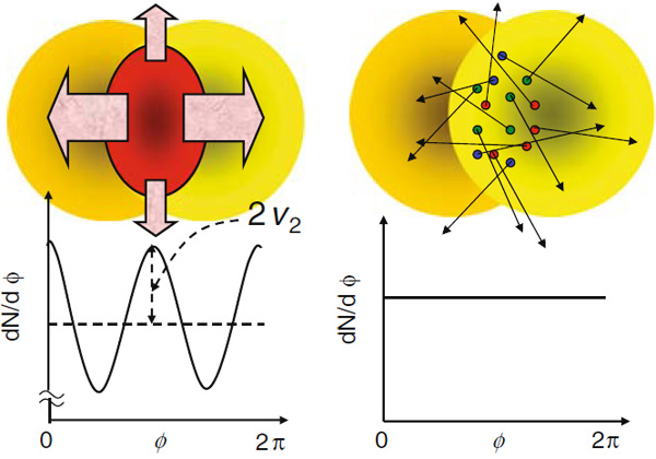 Рис. 3. Слева: эллиптический поток приводит к тому, что частицы предпочитают вылетать вдоль какого-то направления в поперечной плоскости, а в перпендикулярном направлении количество частиц меньше. Возникает зависимость количества частиц от угла, отмеряемого от плоскости реакции. Справа: если бы кварк-глюонная плазма не образовывалась, а частицы разлетались бы независимо, никакой зависимости от угла не было бы. Изображение из обзора «Hydrodynamics and flow» из сборника статей по свойства кварк-глюонной плазмы