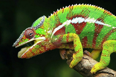 Хамелеон — король цвета в мире животных
