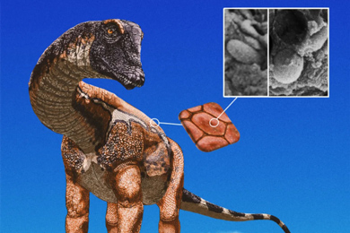 Хотя традиционно динозавров-зауроподов изображают однотонными, как современных крупных млекопитающих вроде слонов и носорогов, на деле они могли быть довольно пестрыми
