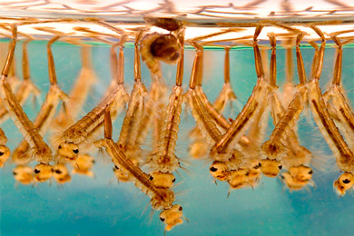 Имаго обыкновенного комара