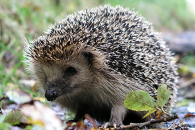 Европейский ёж (Erinaceus europaeus)
