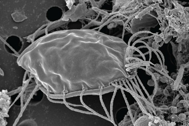 Случайно открытый жгутиконосец обновляет систему эукариот