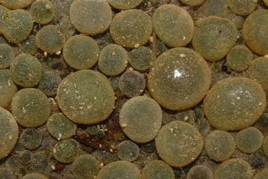 Современный аналог эдиакарских Beltanelliformis — сферические колонии пресноводных цианобактерий Nostoc communis