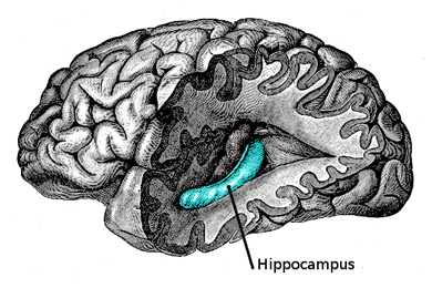 Гиппокамп