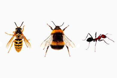 Земляной шмель Bombus terrestris