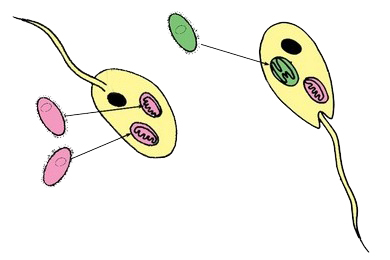 Теория симбиогенеза 50 лет спустя: параллельной эукариотизации, скорее всего, не было