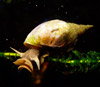 Большой прудовик (Lymnaea stagnalis)