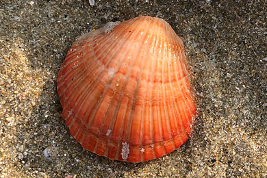 Брахиопода Coptothyris grayi на морском дне
