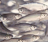 Североамериканские стайные рыбки Notemigonus crysoleucas. Фото с сайта www.extension.org