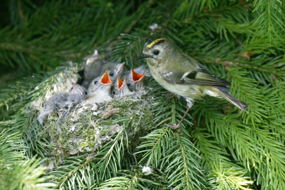 Желтоголовый королек (Regulus regulus) у гнезда с голодными птенцами