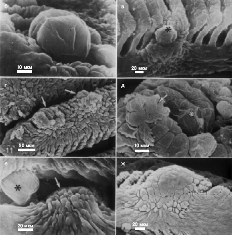 Образование капсулы: а — глохидий с помощью чувствительных хохолков (обозначены стрелками) определяет, что подплывает рыба; б — полчаса назад глохидий прицепился к жаберному лепестку; в — через 2 часа после прикрепления: клетки эпителия сползаются к глохидию (обозначен звездочкой); г — через 5 часов глохидии почти закрыты клетками эпителия, у которых нетипичная вытянутая форма; д — то же с большим увеличением (стрелкой обозначена слизь, выделенная глохидием); е — глохидий через 12 часов после внедрения полностью покрыт червеобразными клетками эпителия (указан стрелкой), второй (обозначен звездочкой) — еще нет; ж — через 24 часа капсула сформировалась, клетки эпителия снова стали плоскими