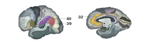 Поля больших полушарий (по классификации Бродмана). Поля 32, 39, 40 — наиболее вероятно имеющие отношение к творчеству. Изображение: «Химия и жизнь»