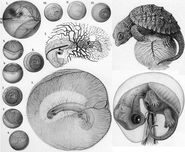 Рис. 3. Развитие эмбриона черепахи; иллюстрация из книги Л. Агассиса «Contributions to the Natural History of the United State», т. 2 (1857), рисунок А. Сонреля