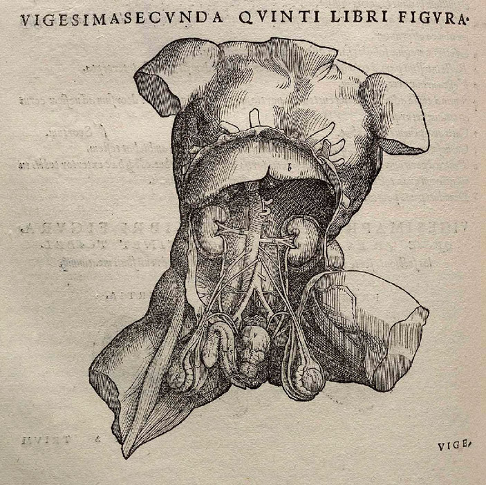 Рисунок строения брюшной полости человека из книги Андреаса Везалия De humani corporis fabrica