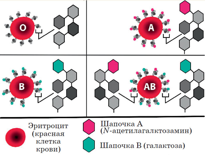 Эритроциты разных групп крови