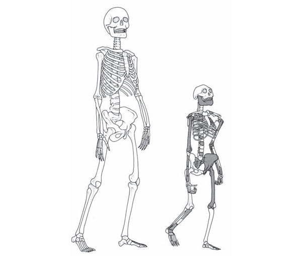 Скелет (справа) взрослой представительницы вида Australopithecus afarensis (австралопитек афарский), получивший имя Люси.