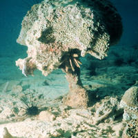 Прибрежные кораллы вполне справляются с повышенными темпами осадконакопления и естественным микробным окружением, но добавьте чуть-чуть больше органики — и кораллы моментально умрут