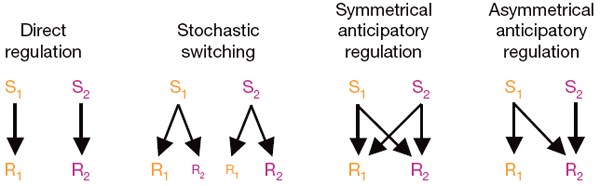 Четыре варианта реагирования на два стимула (S1 и S2): 1) прямая регуляция: каждый стимул вызывает только «свою» специфическую реакцию (это выгодно в том случае, если между стимулами нет никакой связи); 2) случайное переключение: разные особи в популяции реагируют на один и тот же стимул по-разному (это может повысить шансы выживания популяции в малопредсказуемой, быстро меняющейся среде); 3) симметричная опережающая регуляция: каждый из двух стимулов провоцирует сразу обе ответные реакции (выгодно, когда два стимула часто сближены во времени, но конкретная последовательность их появления заранее не известна); 4) асимметричная опережающая регуляция: первый стимул вызывает сразу обе реакции, а второй — только «свою» (выгодно, если первый стимул всегда «предвещает» приход второго, но не наоборот). Рис. из обсуждаемой статьи в Nature