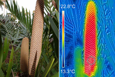 Открытая шишка саговникового растения. (B) Тепловизионное изображение мужской шишки саговника в момент нагревания во время выброса пыльцы